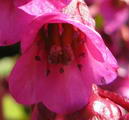 Bergenia Cordifolia